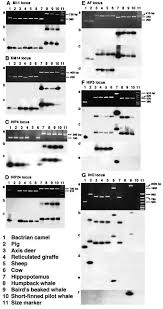 However, our reanalysis of a modified version… Phylogenetic Relationships Among Cetartiodactyls Based On Insertions Of Short And Long Interpersed Elements Hippopotamuses Are The Closest Extant Relatives Of Whales Abstract Europe Pmc