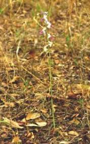 Image result for Habenaria livingstoniana