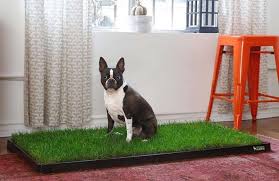 You Can Buy A Litter Box For Your Dog Who Hates Going To The Bathroom Outside In The Cold Apartment Dogs Litter Box Your Dog