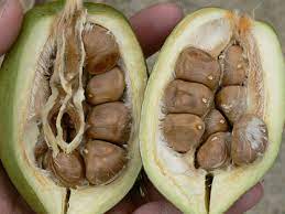 We did not find results for: Malabar Chestnut Guyana Chestnut Leeming Fruit Trees Facebook