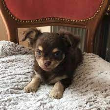 April einen kleinen gesunden rüden mutter chihuahua mischling und vater zwergspitz mischling er ist zärtlich aufgeweckt und intelligent und kann ab sofort in ein neues zuhause bei interesse. Reinrassig Oder Mischling Chihuahua Hund
