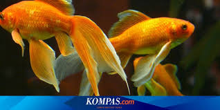 Budi daya ikan hias air tawar jenis guppy. 9 Ikan Hias Air Tawar Yang Mudah Dipelihara Cocok Buat Pemula Halaman All Kompas Com