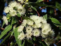 Image result for Eucalyptus citriodora