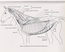 Deep Horse Muscles Diagram Horse Anatomy Horse Exercises