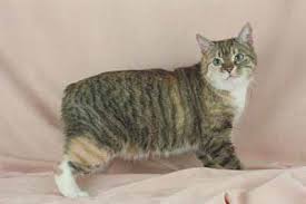 How To Treat Cats With Cystitis Howstuffworks