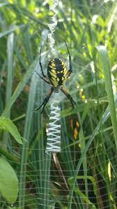 Black And Yellow Argiope Argiope Aurantia Photo By Jim H Http Www Minnesotaseasons Com Arachnids Black And Yellow A Spider Art Arachnids Garden Spider