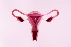 Image result for uterus