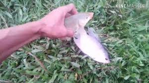 Ini membuat sebuah tantangan untuk mendapatkan. Mancing Ikan Gurameh Dan Ikan Mas Youtube