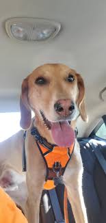 When your dog resembles a cartoon.