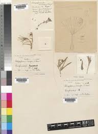 Image result for Stenostelma capense