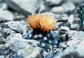 Trace letter alphabet c exercise with cartoon vocabulary illustration. Pediocactus Winkleri Wikipedia