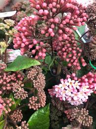 Image result for Rogiera amoena