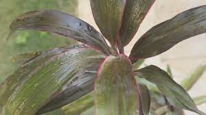 The ti plant was first brought to hawaii by early polynesian settlers. How To Care For Ti Plants Hawaiian Ti Plant Urdu Youtube
