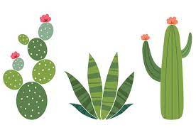 Plus, they tend to lighten the mood and make people smile. Quiz What Kind Of Cactus Are You