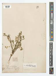 Image result for Polygala sphenoptera