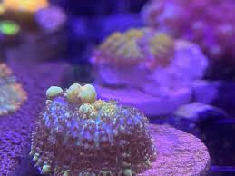 Bounce shrooms and mushroom mania in general is taking the reef aquarium hobby by storm. For Sale Corals For Sale