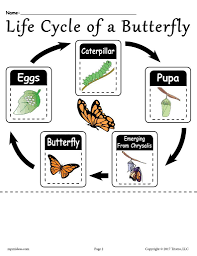 Life Cycle Of A Butterfly Free Printable Worksheet Butterfly Life Cycle Preschool Butterfly Life Cycle Life Cycles