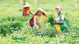 Value Addition A Bright Future For The Tea Industry Dhaka Tribune
