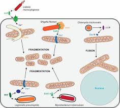 Image result for Intracellular Bacteria