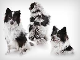 Black Australian Cattle Dog Mix American Eskimo Dog Australian Cattle Dog Blue Heeler Mix Young Male Medium Australian Cattle Dog Blue Heeler American Eskimo Dog Best Dogs