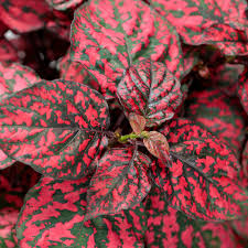 Image result for Hippocratea pallens