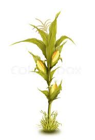 Image Of Illustrated Corn Stalk Isolated Corn Plant Corn Stalks Corn Drawing