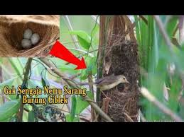 We did not find results for: Mengintip Sarang Burung Ciblek Di Alam Liar Youtube