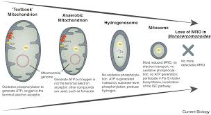 Check spelling or type a new query. Mitochondrial Evolution Going Going Gone Current Biology