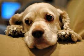 This is why we are committed to everyday low prices, so people don't need to wait for a special promotion to adopt a pet. How Much Does It Cost To Euthanize A Dog Or Cat Howmuchisit Org