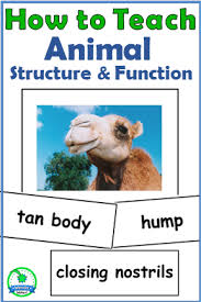18.09.2019 · a camel is always armed with different arsenals to ensure its survival in a harsh. Pin On Wendy Wished For 1st 2nd Grade Resources On Tpt