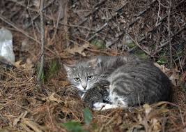 Cat rescue & adoption network. With Proposed Ordinances To Come Before Council Monday Wb Feral Cats Becoming Hot Button Issue Times Leader