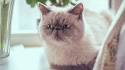 The 25 Most Popular Cat Breeds In The World ... - CatTime