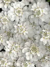 Candytuft White Flowers Pretty Flowers Flowers