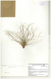 Image result for Pycreus pumilus