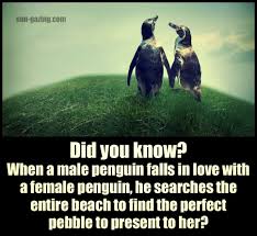 It appears that they are wearing a black and white outfit when they walk. Beach Bird Quotes The Golden Years Quotes About Retirement Dogtrainingobedienceschool Com