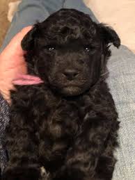 Standard miniature and toy poodle hairstyles (over 60 pictures) poodlezone june 7, 2018 grooming leave a comment 18,034 views the poodle breed possesses many amazing qualities and characteristics and among its most fascinating elements are the different poodle haircuts. Somebody Had Her Face Shaved Balladair Miniature Poodles Facebook