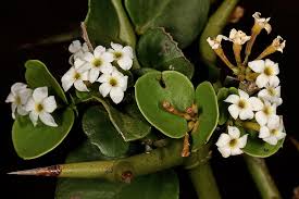 Image result for Carissa bispinosa