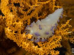 Image result for Tritonia moggii