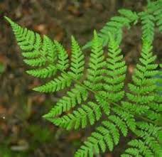 Check spelling or type a new query. 25 Washington State Native Plants Ideas Native Plants Plants Washington State