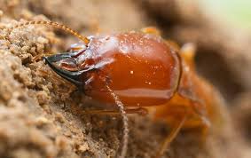 We did not find results for: Blog How To Get Rid Of Termites Triangle Exterminators