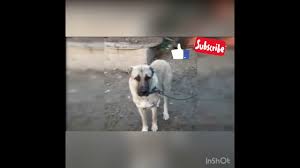 benim adim ejder diyen kopek shorts youtube
