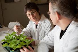 Sugar could be a sweet way to control insect pests