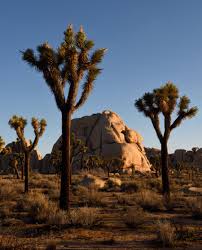 Joshua tree plan your trip top 10 tips for visiting joshua tree joshua tree merchants farmers market (sat) guide to the night sky / milky way. Joshua Trees Are Blooming Early In The Desert It S Not A Good Thing