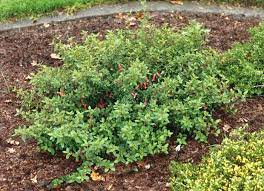 Correa 'dusky bells' is a correa cultivar from australia. Correa Carmine Bells