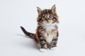And boy is she a talker! Maine Coon Cat Breed Your Cat