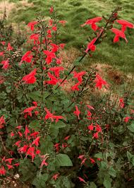 Image result for Salvia coccinea