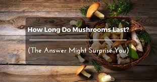 Mushrooms have already been part of our dishes since the olden days. How Long Do Mushrooms Last The Answer Might Surprise You