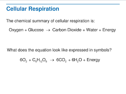 Cellular Respiration Ppt Download