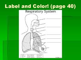 A few boxes of crayons and a variety of coloring and activity pages can help keep kids from getting restless while thanksgiving dinner is cooking. The Respiratory System Respiratory System Moves Oxygen Into