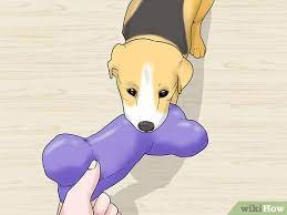 4 Ways To Train Or Help A Puppy Stop Crying When Locked Up Or Outside